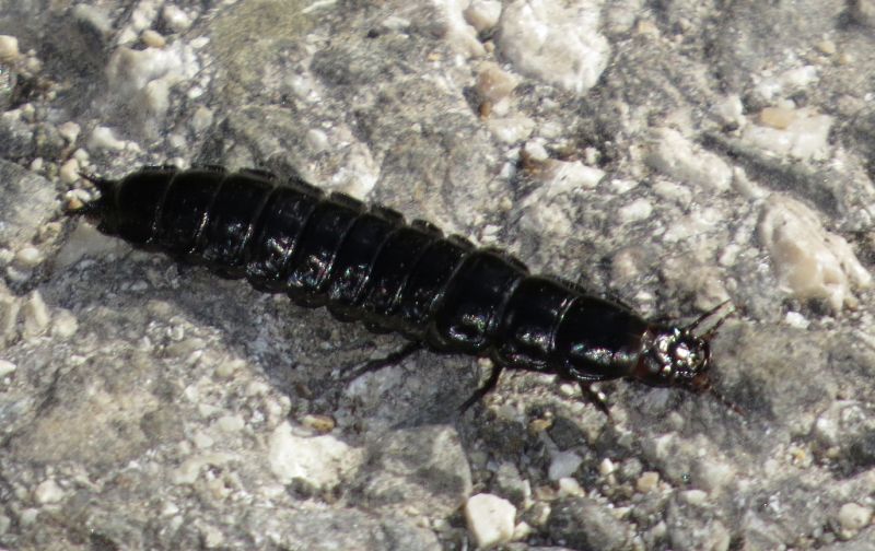 larva di carabide