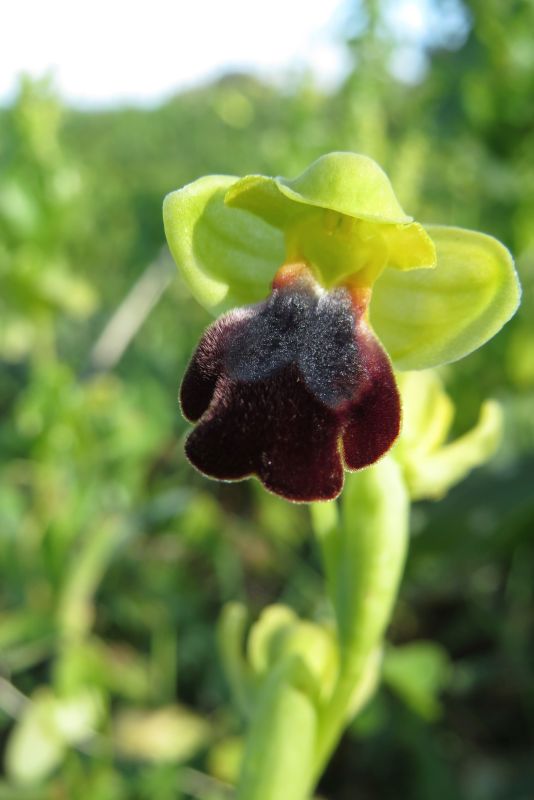 Ophrys del gruppo fusca/iricolor (Malta)