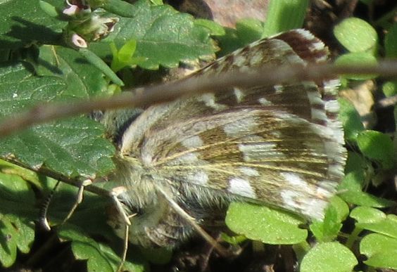 Pyrgus a Ultima Frontiera