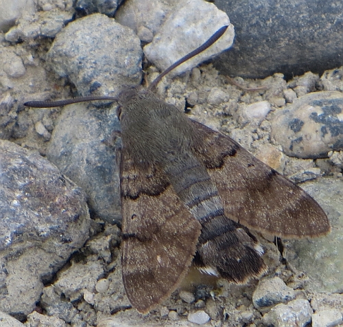 Falena mimetica