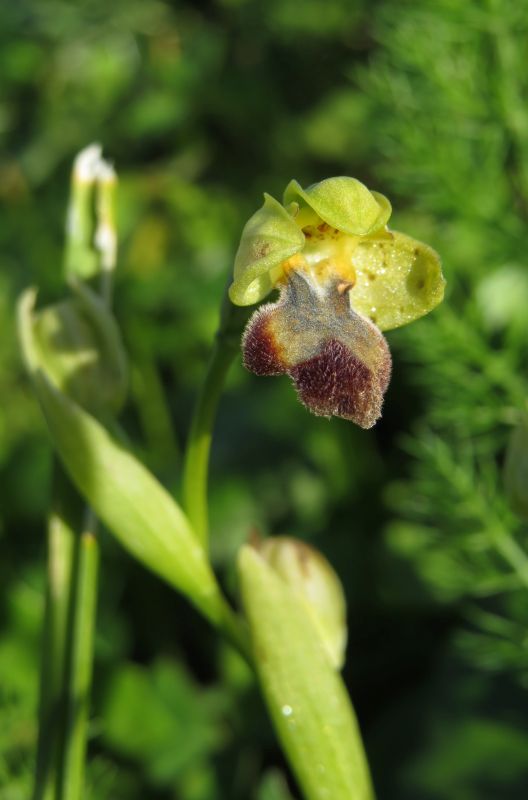 Ophrys del gruppo fusca/iricolor (Malta)