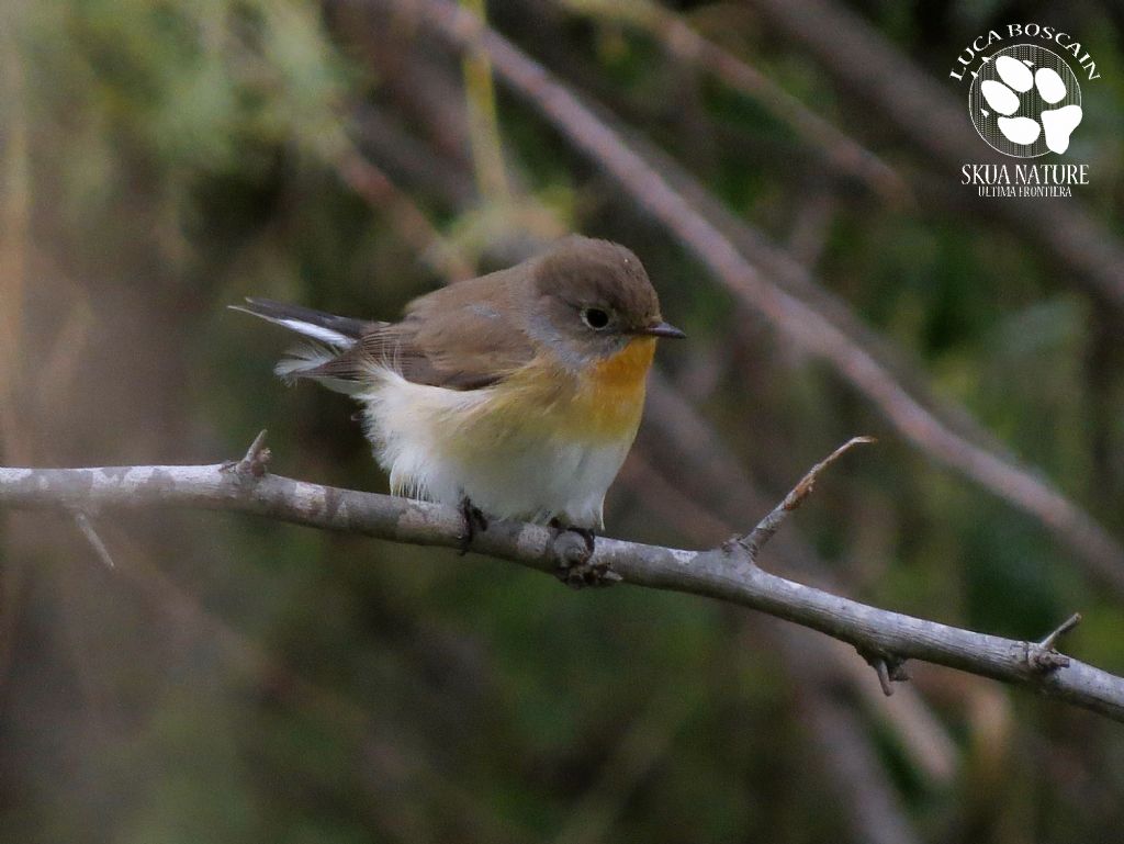 Red-breasted Flycatcher day!!
