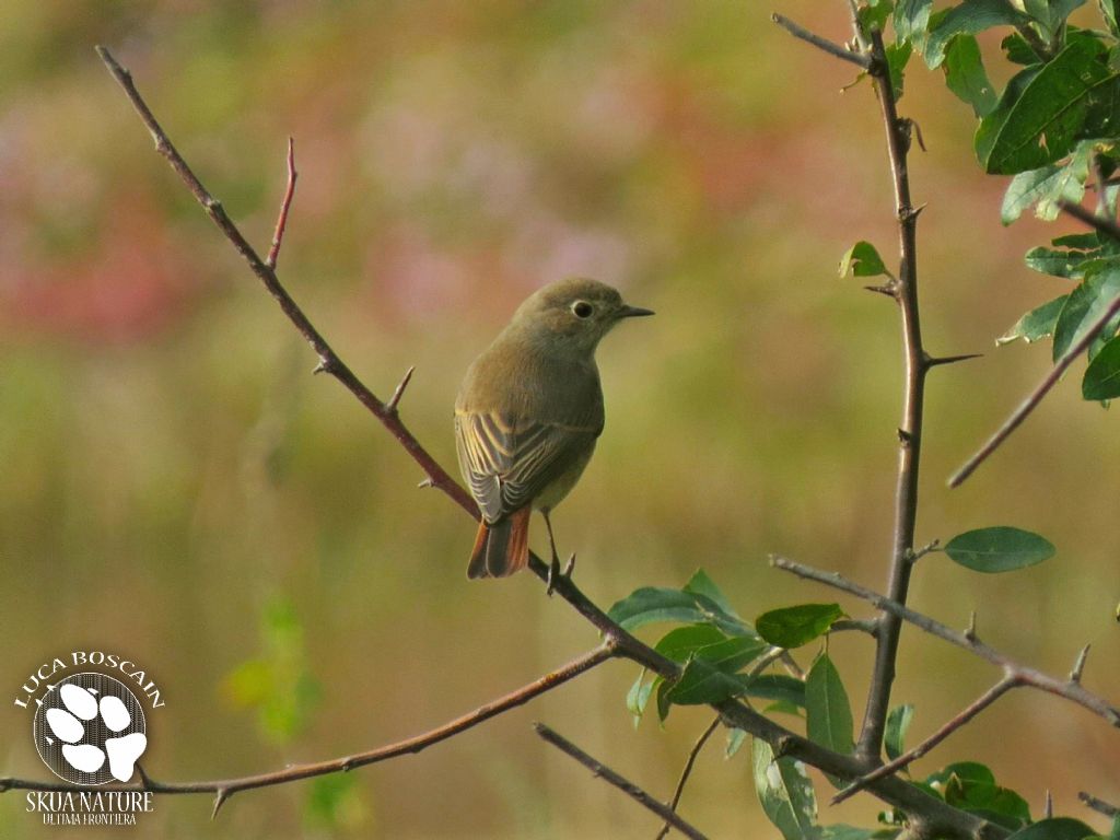 Red-breasted Flycatcher day!!