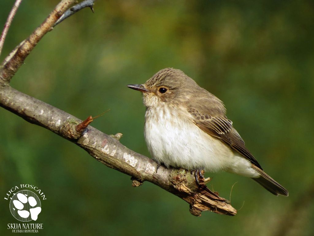 Red-breasted Flycatcher day!!