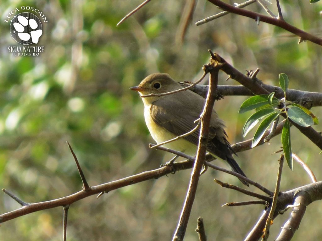 Red-breasted Flycatcher day!!