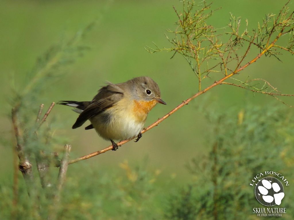 Red-breasted Flycatcher day!!
