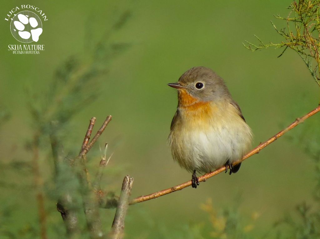 Red-breasted Flycatcher day!!