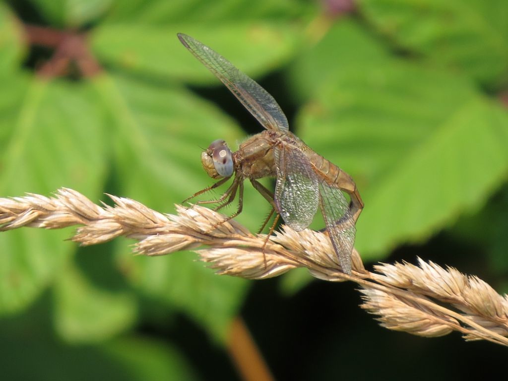 Libellula a Marano Lagunare (UD)