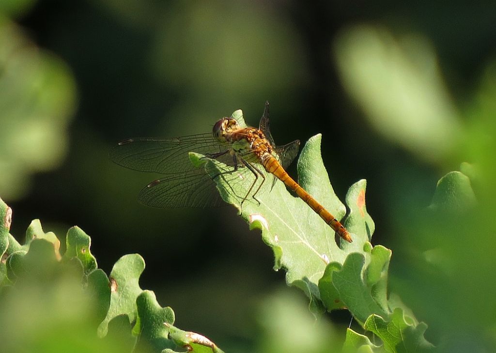 Libellula a Cornino (UD)