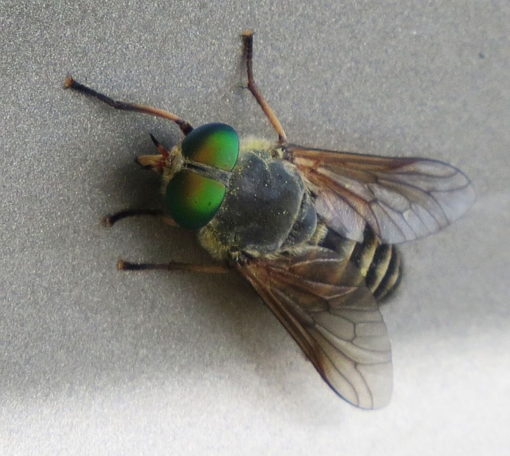 Tafano occhiverdi