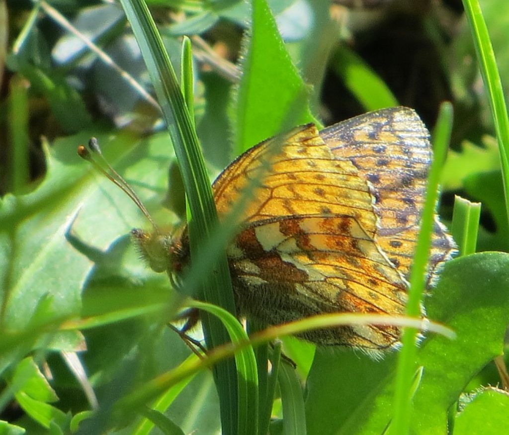 Boloria napaea?