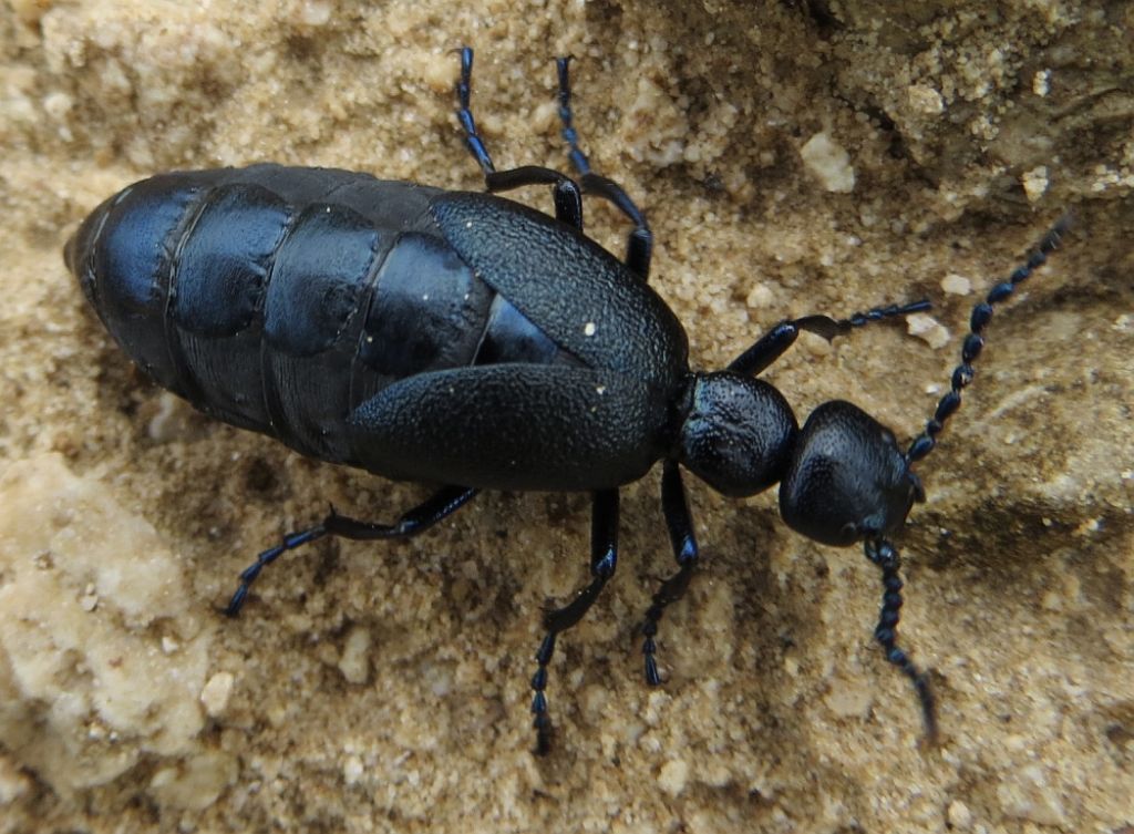 Meloe proscarabaeus?