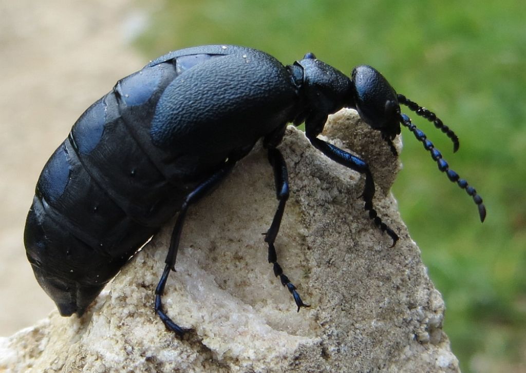 Meloe proscarabaeus?