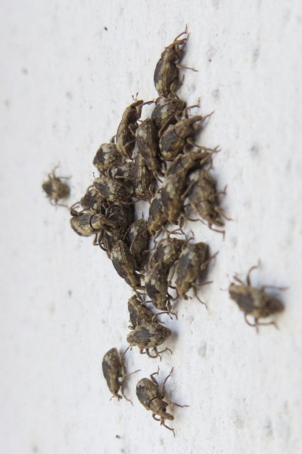 Erirhinidae - Lissorhoptrus oryzophilus