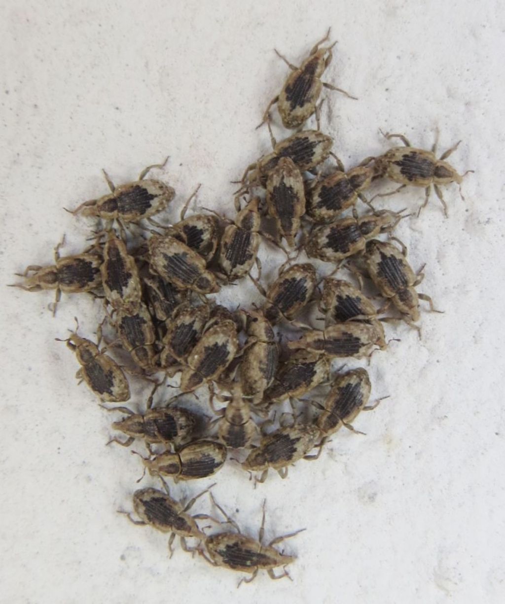 Erirhinidae - Lissorhoptrus oryzophilus