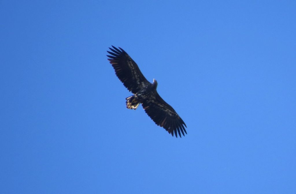 Pellicani e Aquile di mare