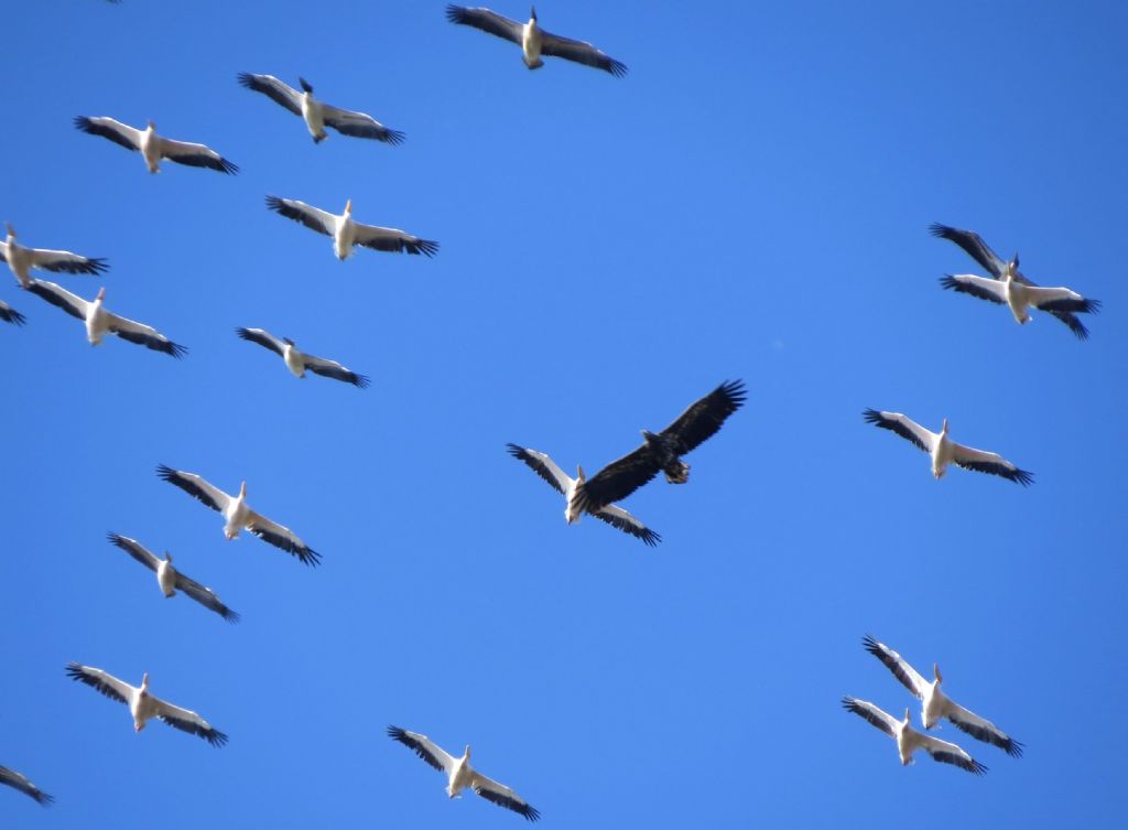 Pellicani e Aquile di mare