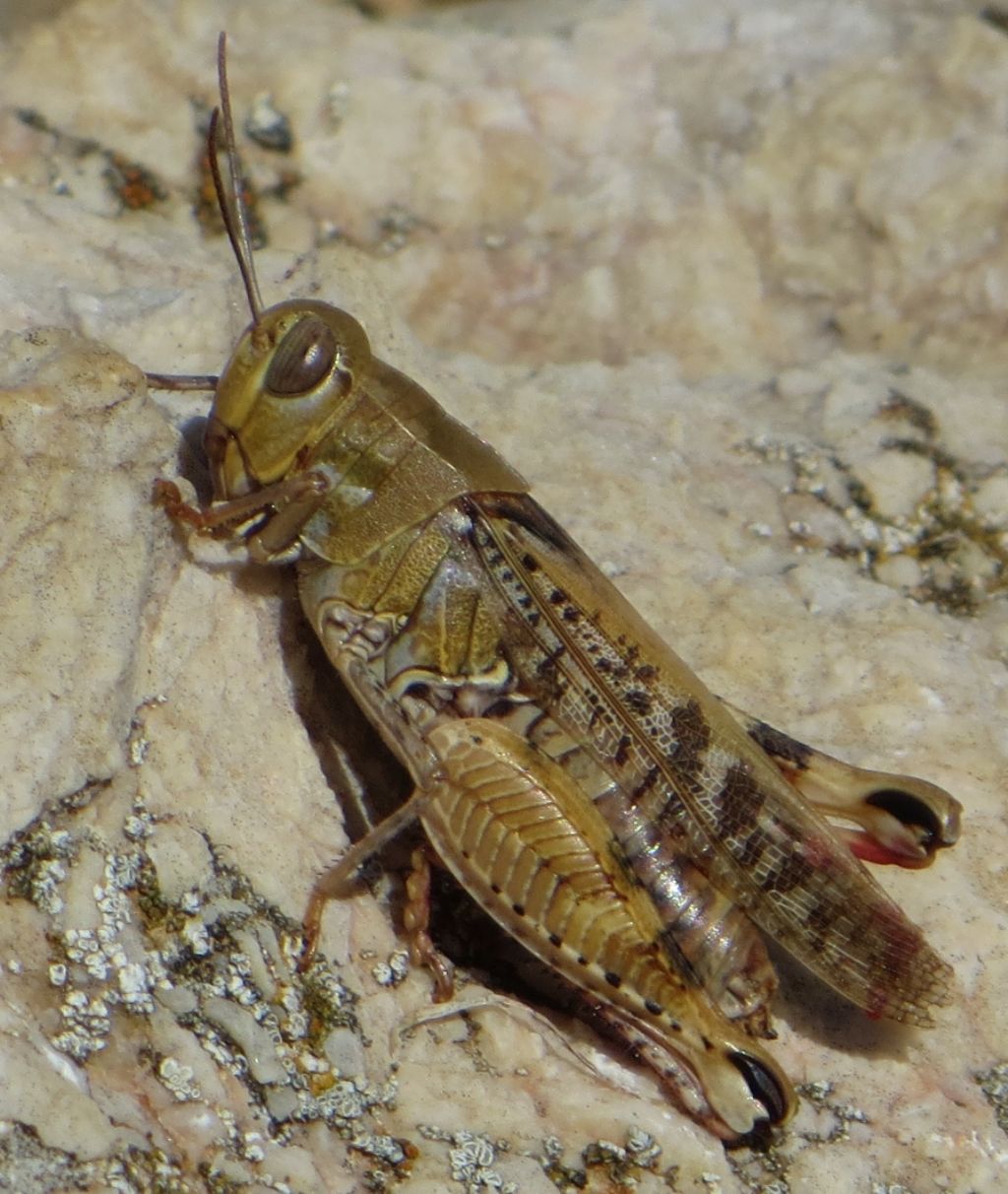 Cavalletta di Baska 1