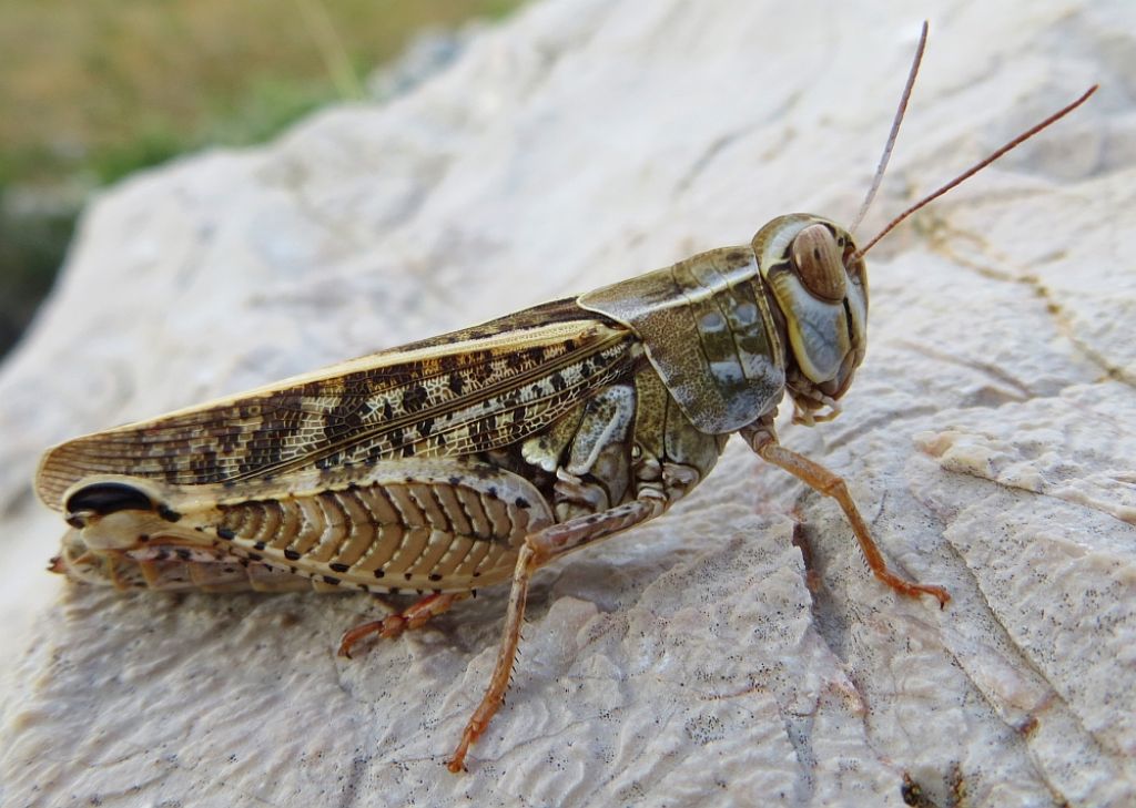 Cavalletta di Baska 1