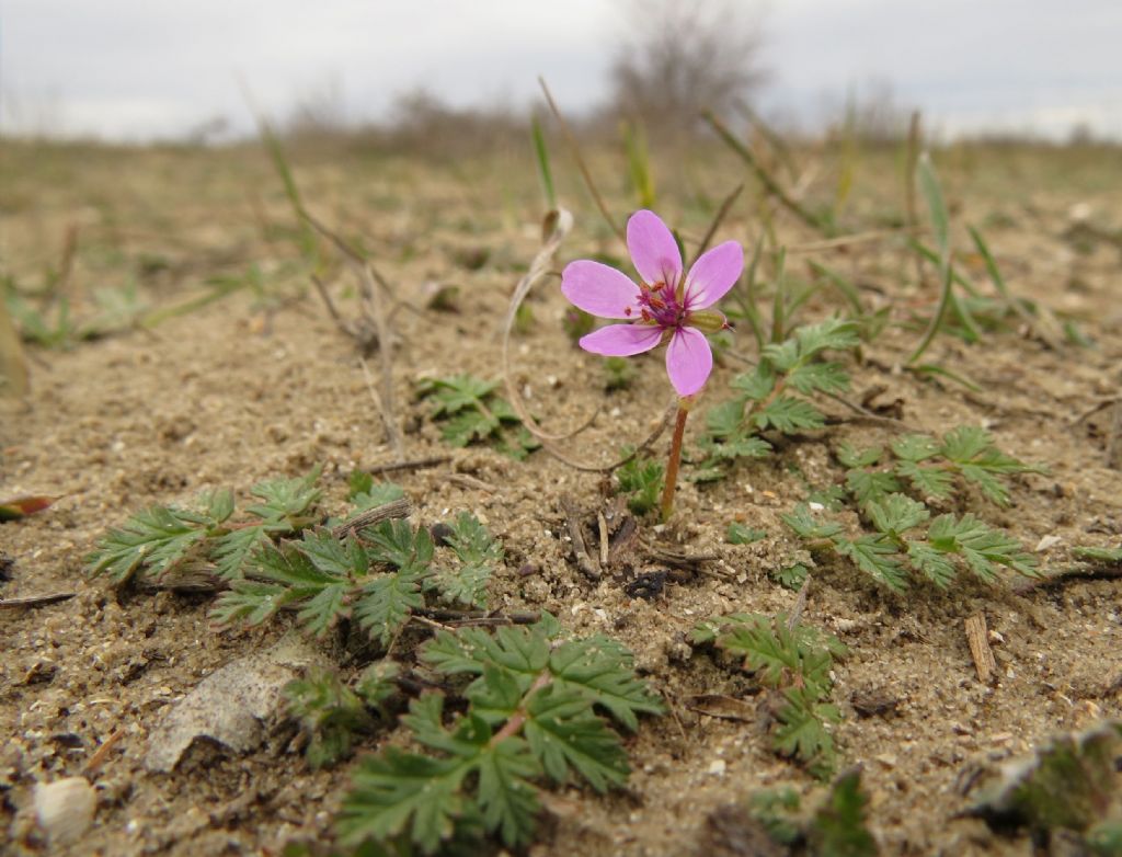 Fiori rosa Ultima Frontiera (Romania) - Erodium cicutarium