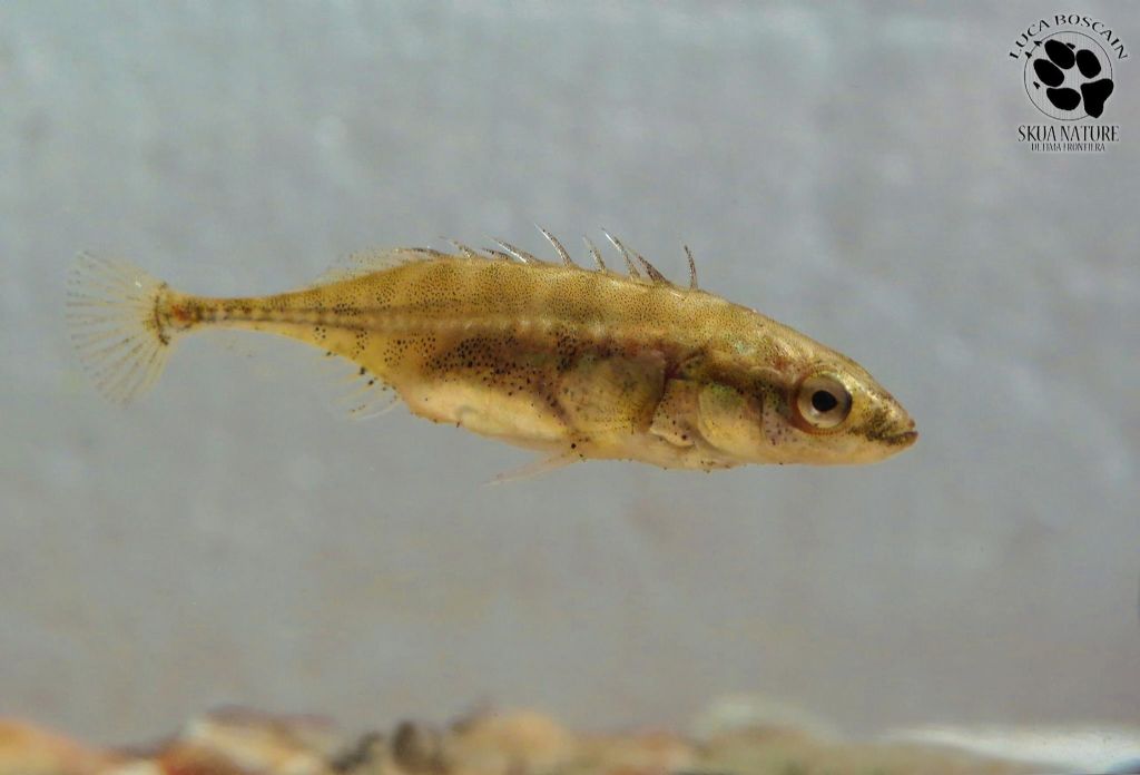 Spinarello ucraino (Pungitius platygaster)