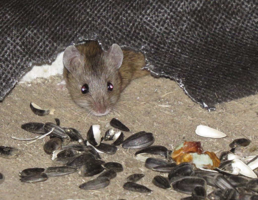 Apodemus uralensis?