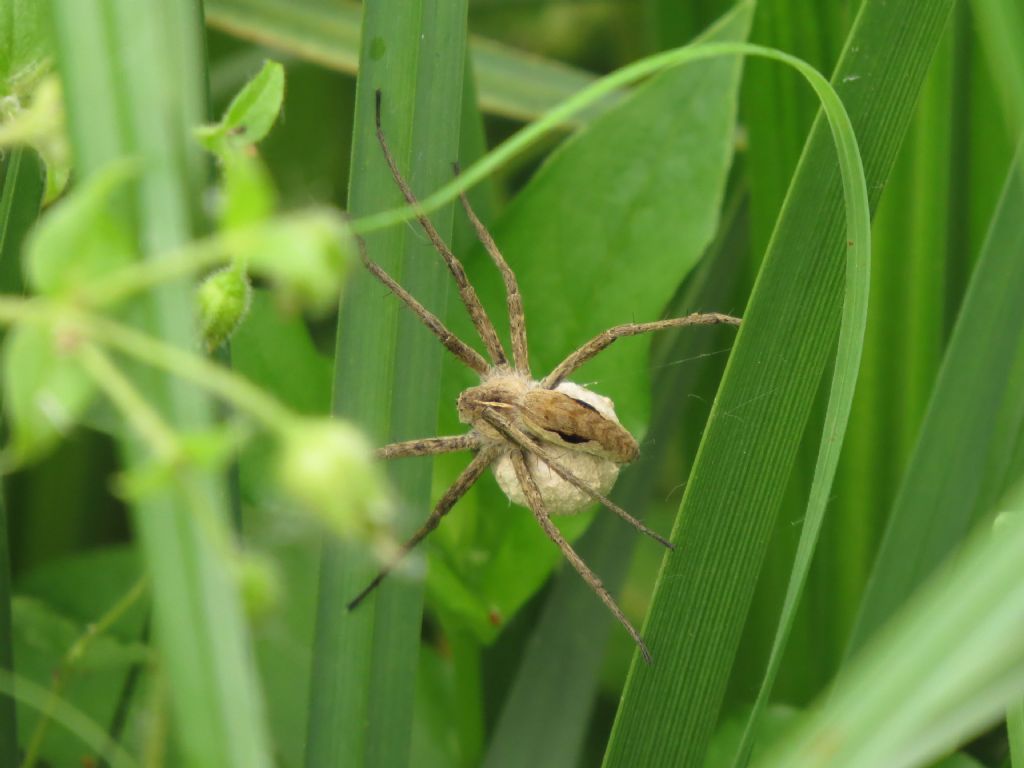 Pisaura sp. - delta del Danubio (Romania)