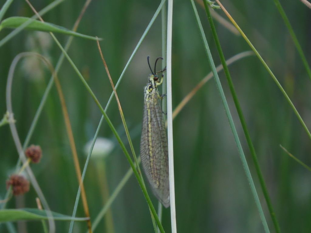 Formica-leone rumena: Myrmecaelurus sp. (Myrmeleontidae)