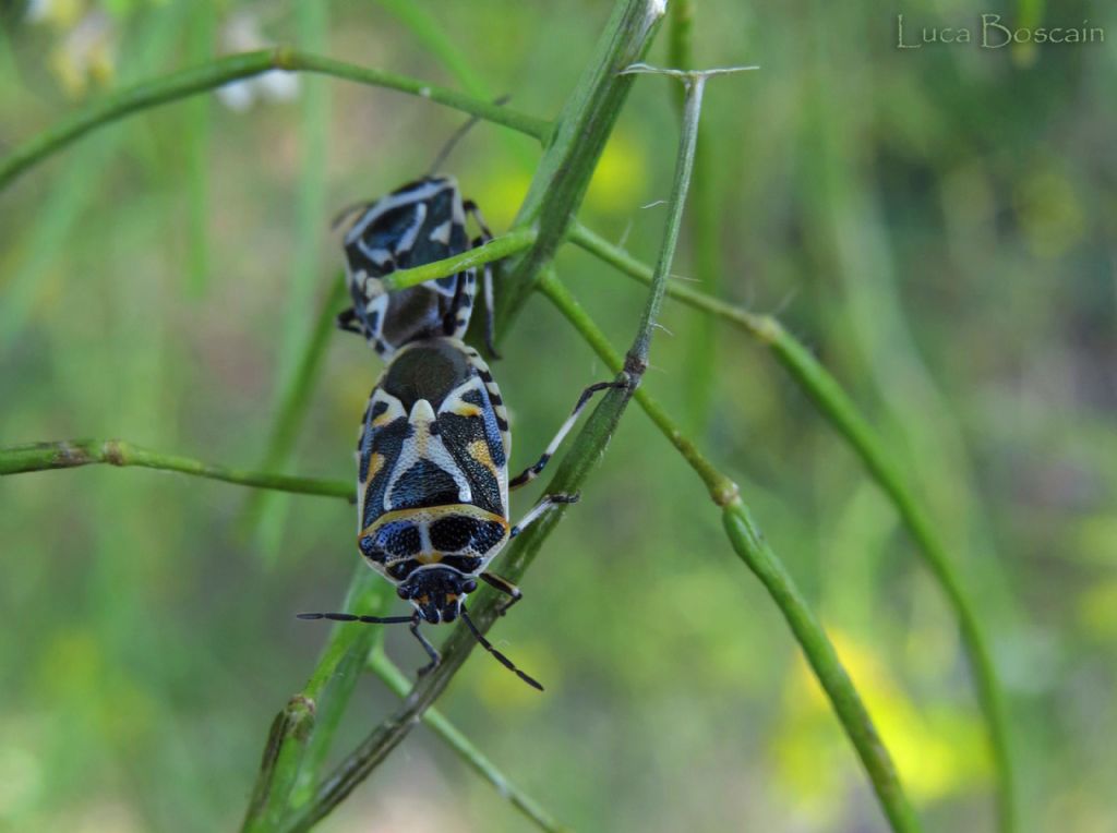 Cimici juventini rumeni_Eurydema ornata