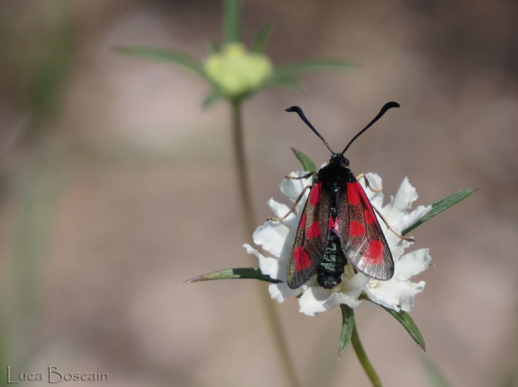 Zigena rumena