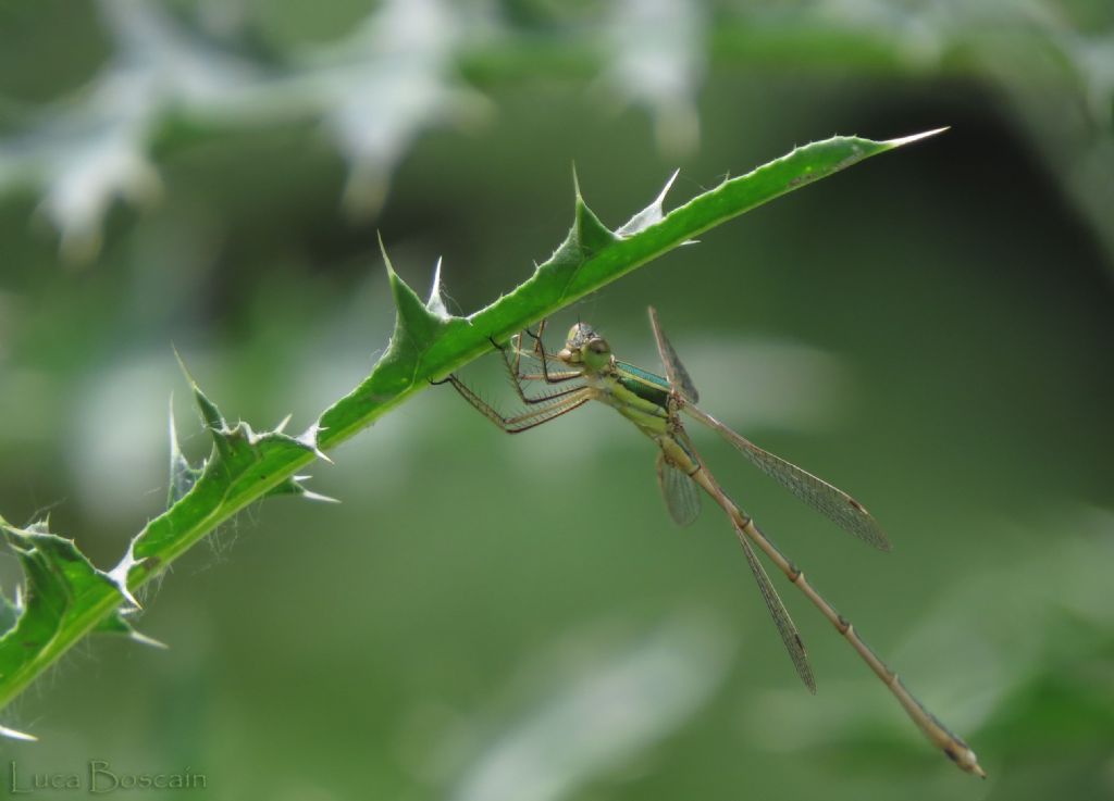 Lestes barbarus?