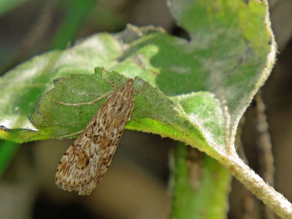 Falena Ultima Frontiera 5 - Nomophila noctuella