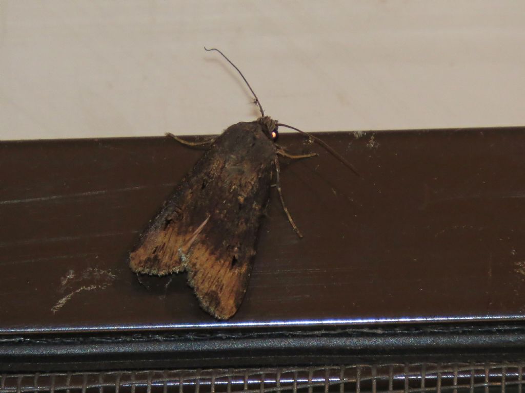 Falena Ultima Frontiera 7 - Agrotis ipsilon