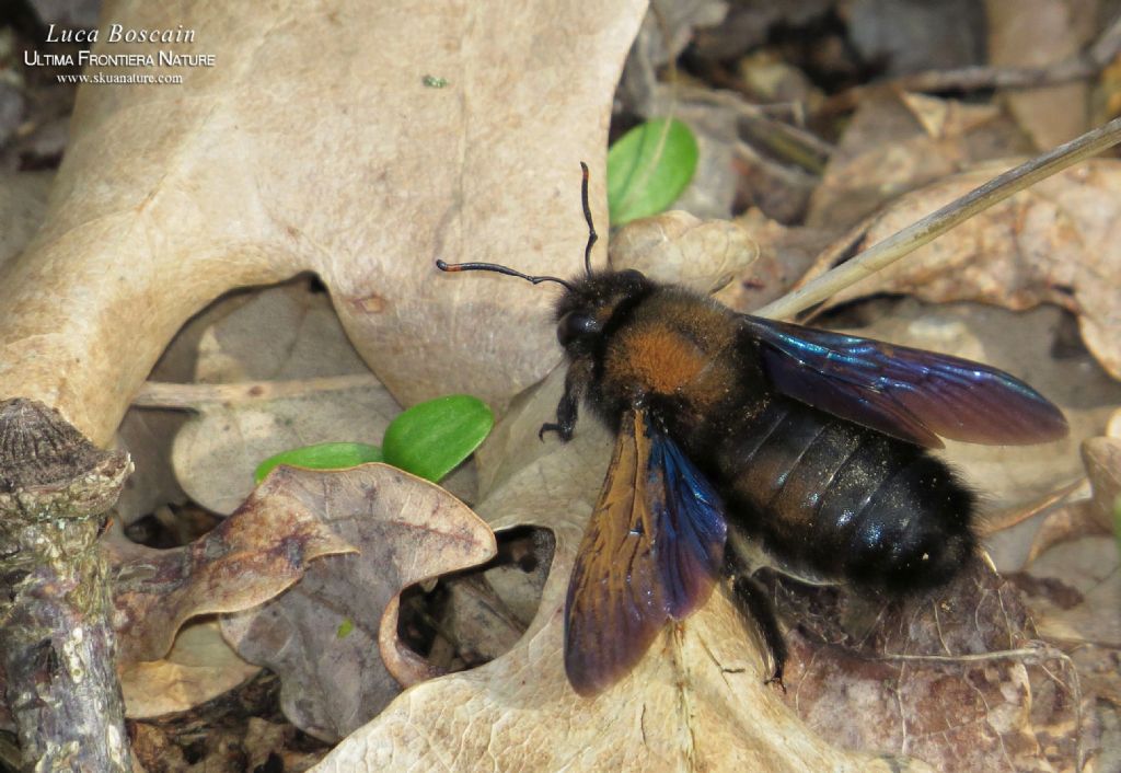 maschio di Xylocopa violacea, Apidae