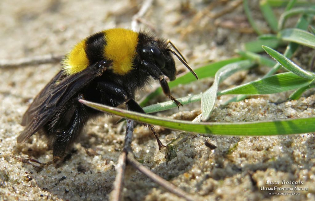 Bombus (Megabombus) argillaceus, regina, Romania