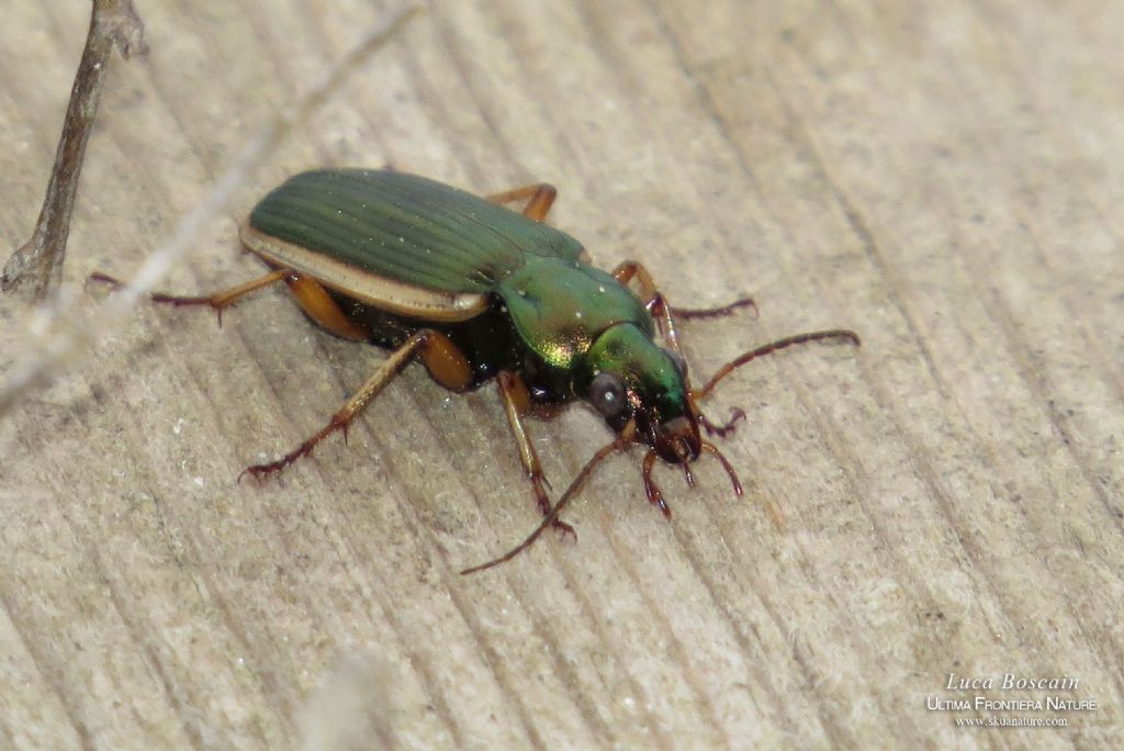 Chlaenius spoliatus, Carabidae