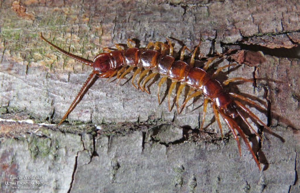 Centopiedi rumeno: Lithobius sp.