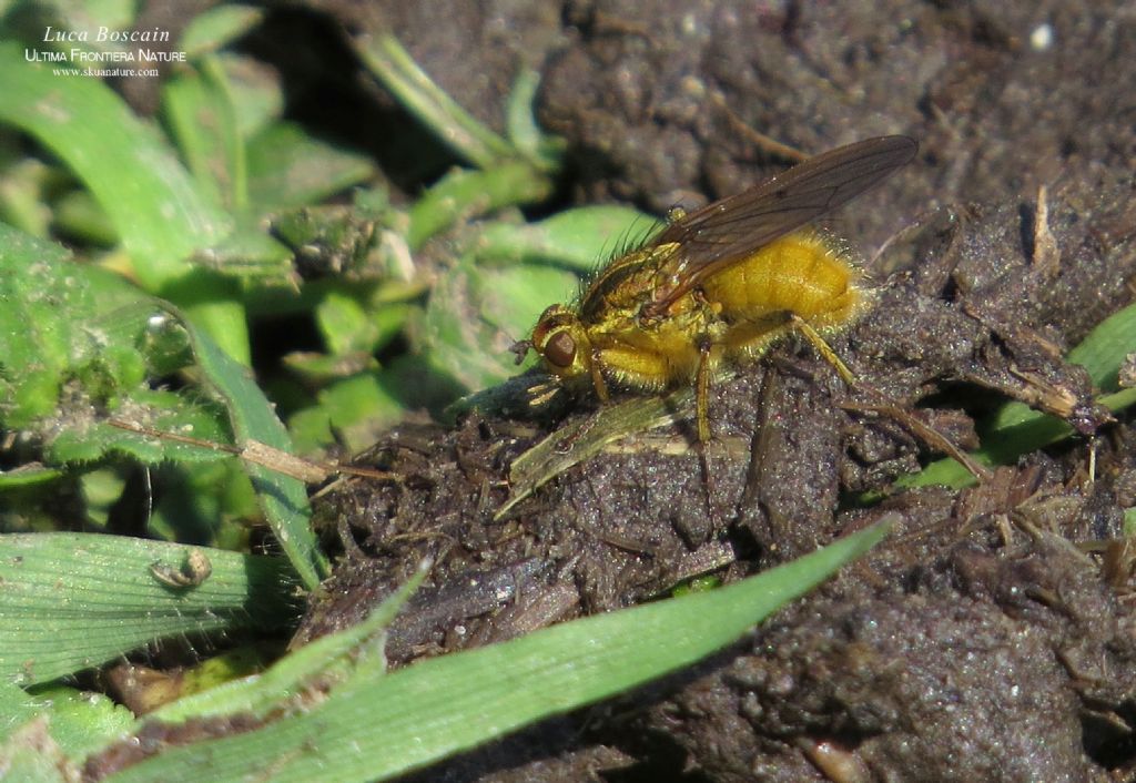 Scatophaga rumena: maschio di Scatophaga stercoraria