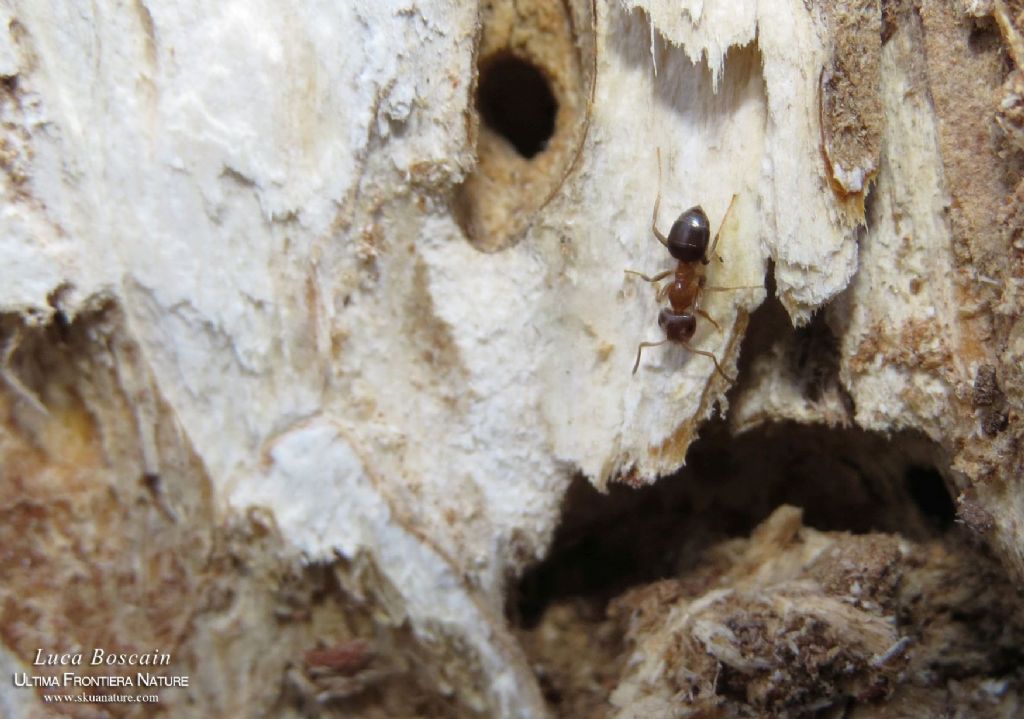 Formica rumena: Lasius (Lasius) brunneus