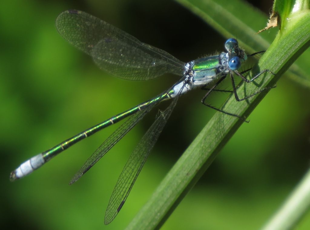 Lestes dryas o sponsa? Lestes dryas (Lestidae)