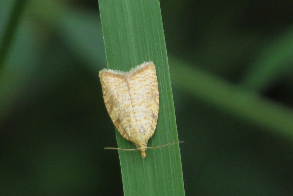Falena foresta di Letea 1