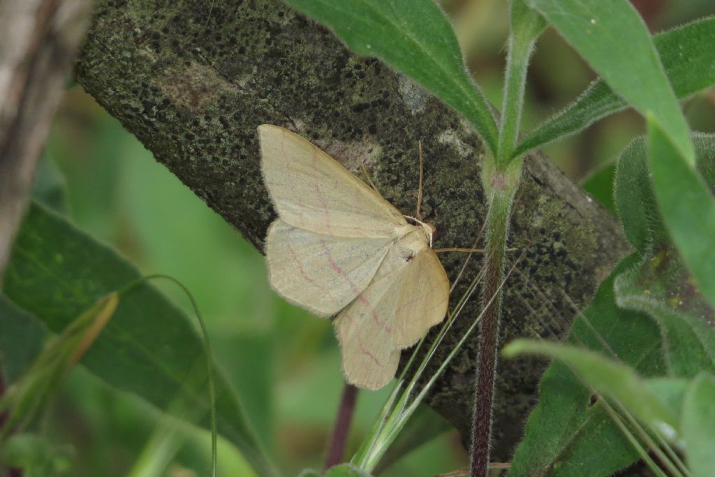 Falena foresta di Letea 3 - Rhodostrophia vibicaria