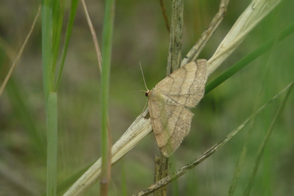 Falena foresta di Letea 5 - Scopula (Scopula) rubiginata