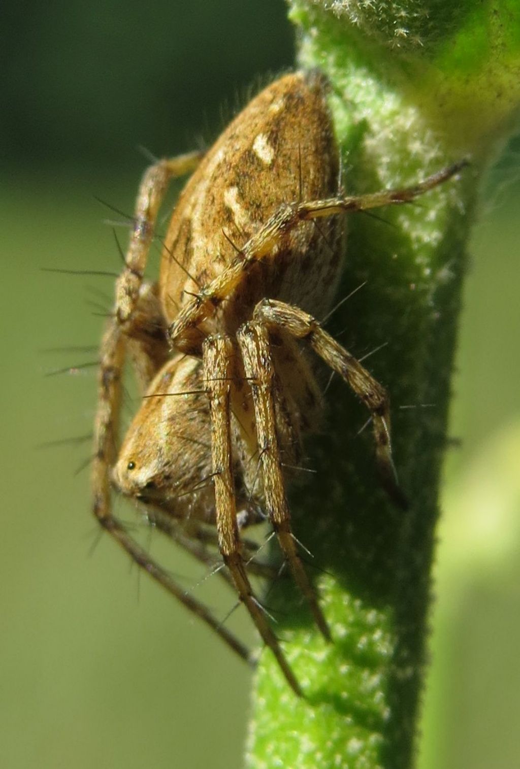 Oxyopes heterophthalmus  - Delta del Danubio (Romania)