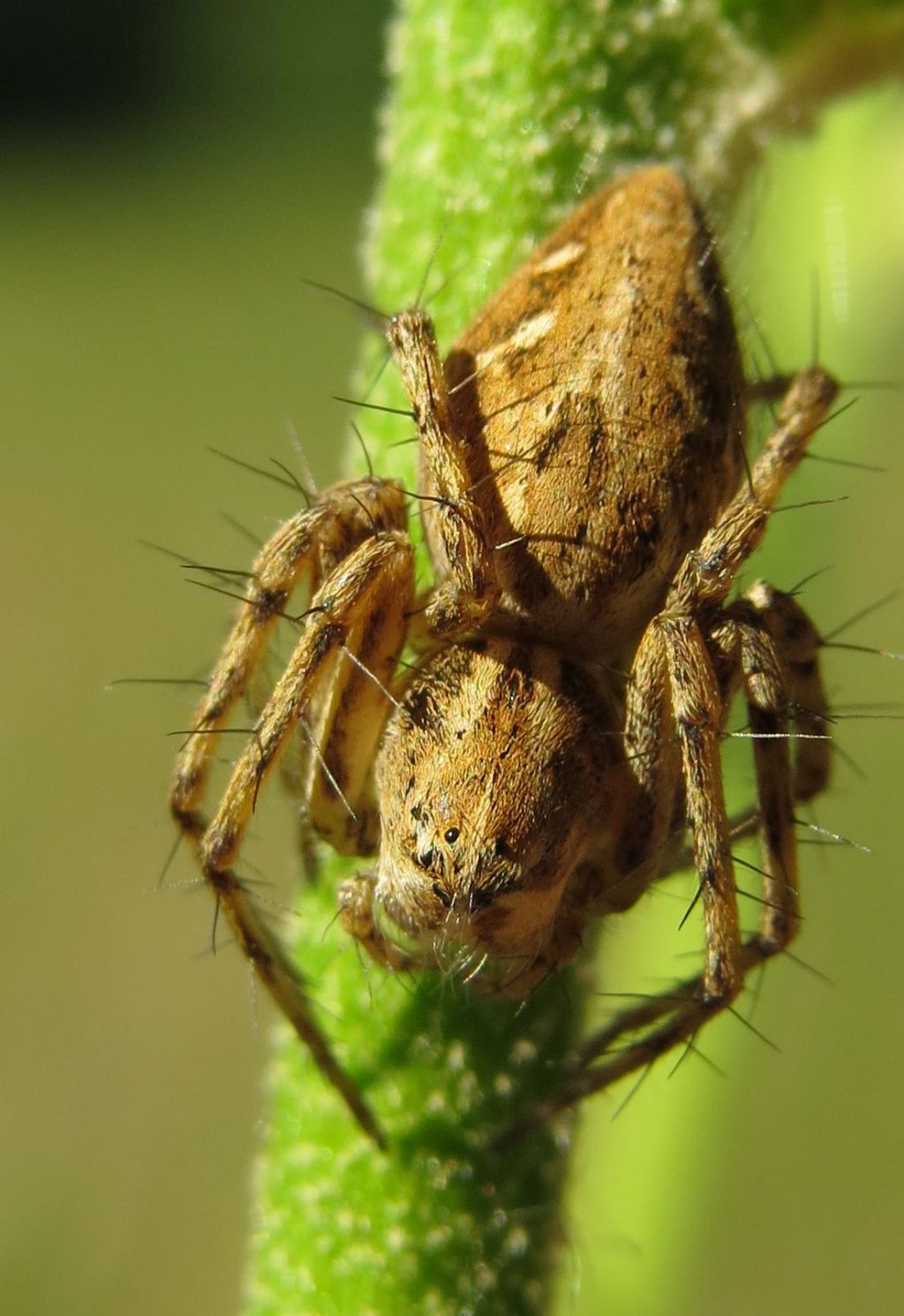 Oxyopes heterophthalmus  - Delta del Danubio (Romania)