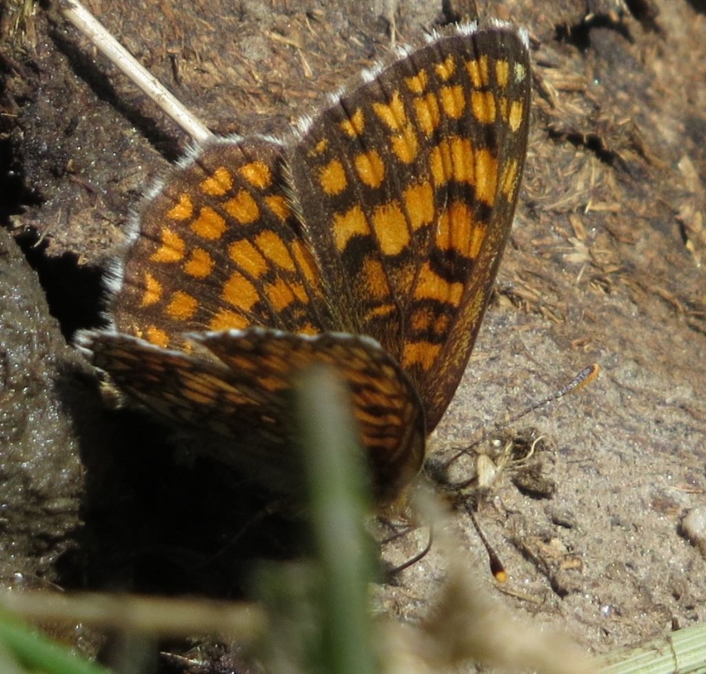 Melitaea athalia? S