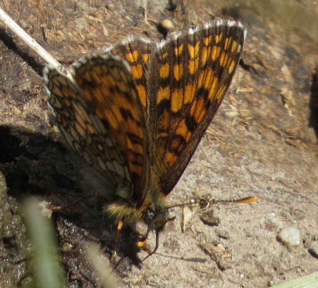 Melitaea athalia? S