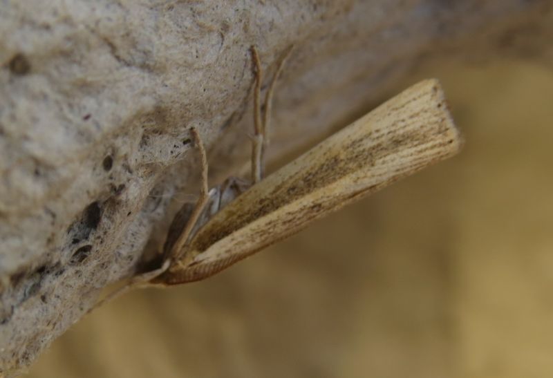 Crambidae siciliano