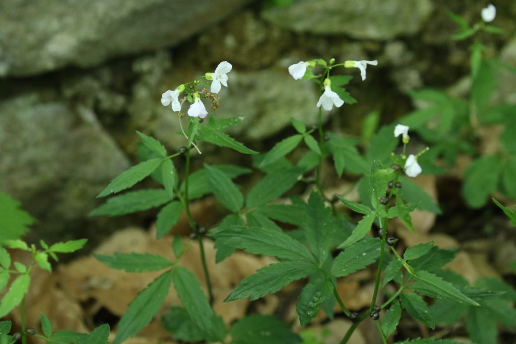 Pianta con fruttini neri (Colli Euganei) - Cardamine bulbifera