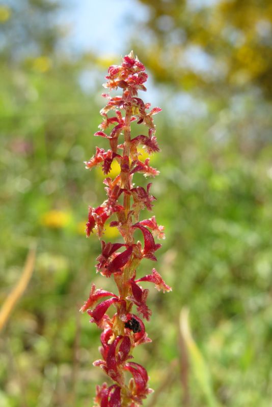 Rumex bucephalophorus / Romice capo di bue